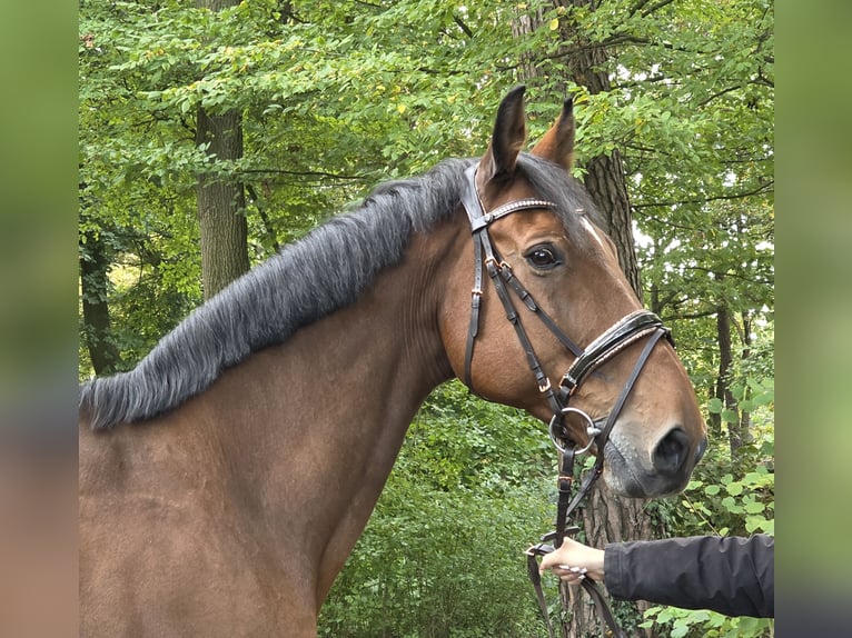 Zangersheider Hongre 15 Ans 172 cm Bai in Wachtendonk