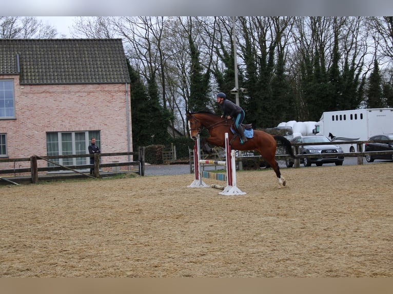 Zangersheider Hongre 15 Ans 175 cm Bai in maaseik