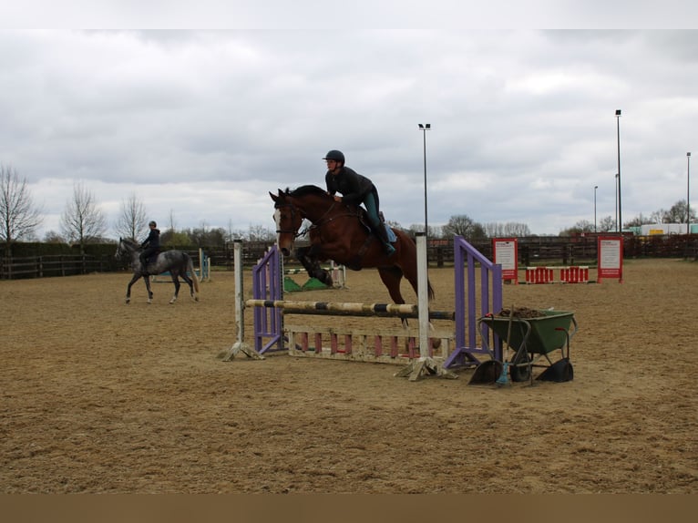 Zangersheider Hongre 15 Ans 175 cm Bai in maaseik