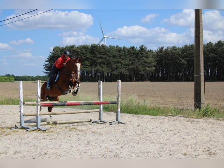 Zangersheider Hongre 15 Ans 175 cm Bai in maaseik