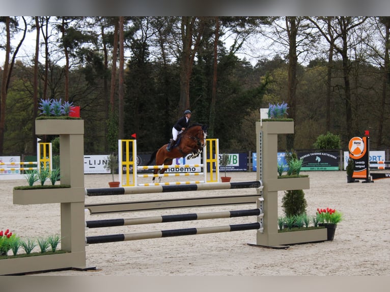 Zangersheider Hongre 15 Ans 175 cm Bai in maaseik