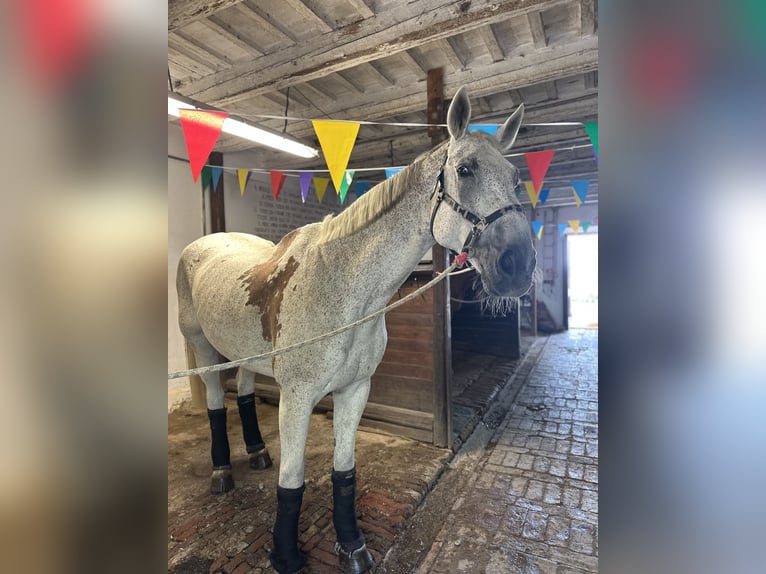 Zangersheider Hongre 15 Ans 180 cm Gris in Porto Sant&#x2019; Elpidio