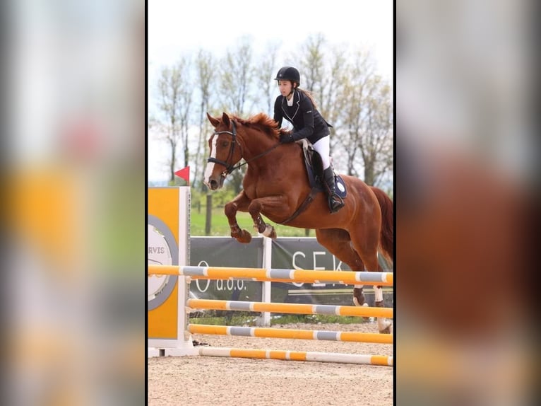 Zangersheider Hongre 16 Ans 163 cm Alezan brûlé in Novo mesto