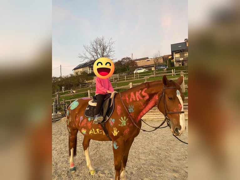 Zangersheider Hongre 16 Ans 163 cm Alezan brûlé in Novo mesto