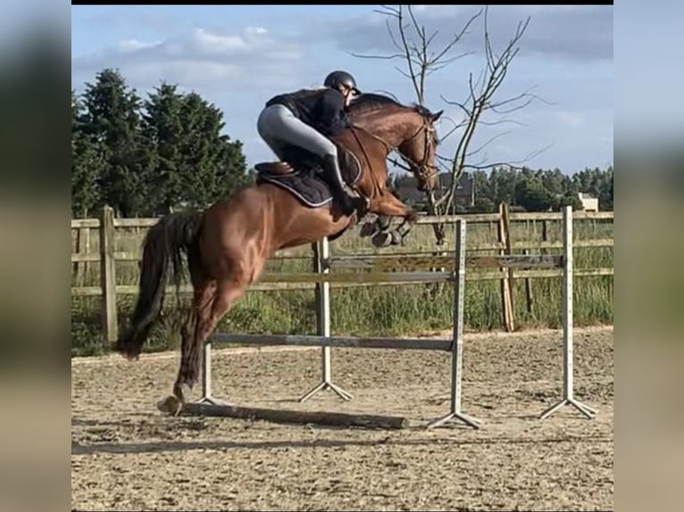 Zangersheider Hongre 16 Ans 165 cm Bai in Meise
