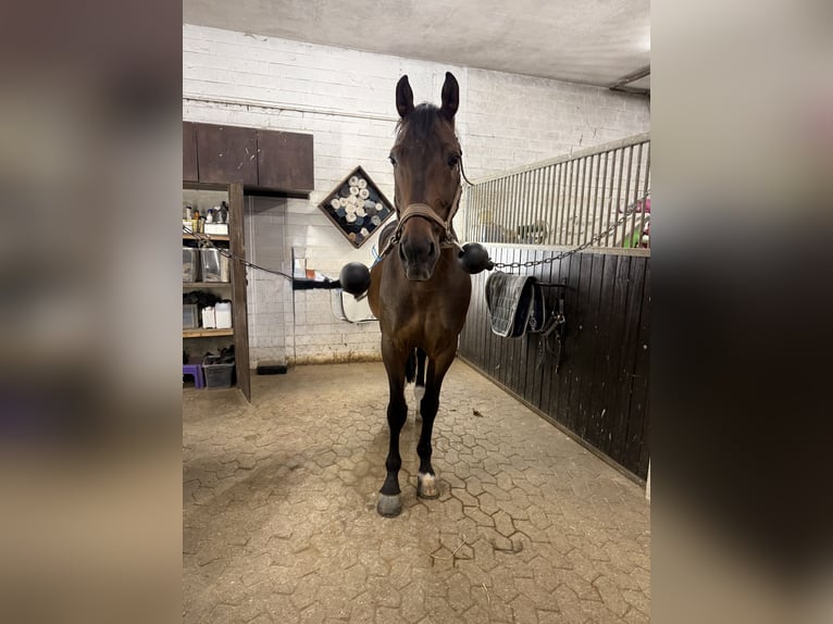 Zangersheider Hongre 16 Ans 175 cm Bai in Düsseldorf