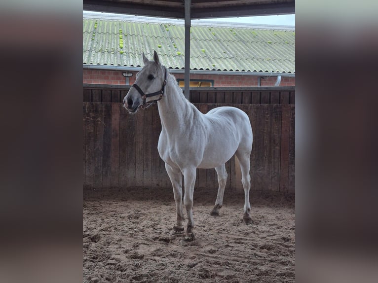 Zangersheider Hongre 19 Ans 175 cm Gris in Ribnitz-Damgarten