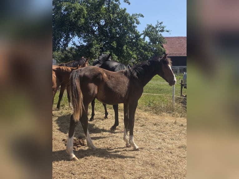 Zangersheider Hongre 1 Année 170 cm Bai in Reichelsheim/Rohrbach
