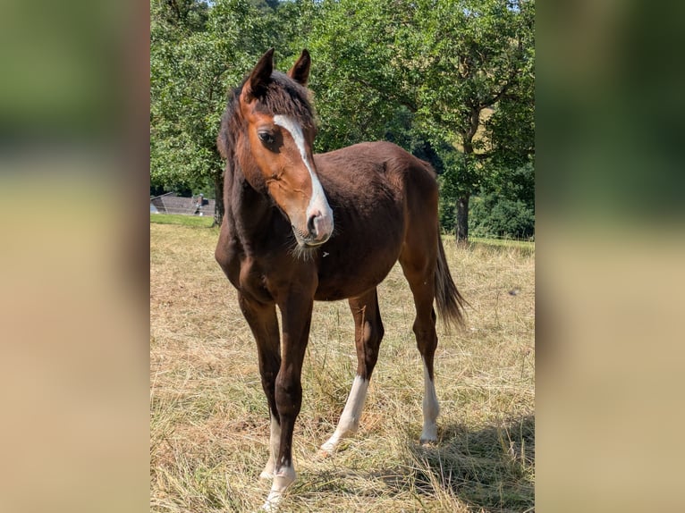 Zangersheider Hongre 1 Année 170 cm Bai in Reichelsheim/Rohrbach