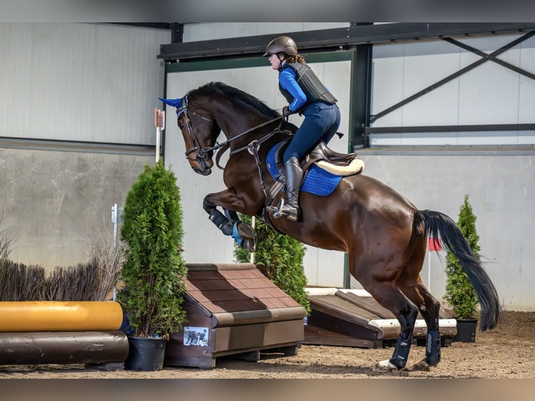 Zangersheider Hongre 1 Année 175 cm Bai in Hellevoetsluis