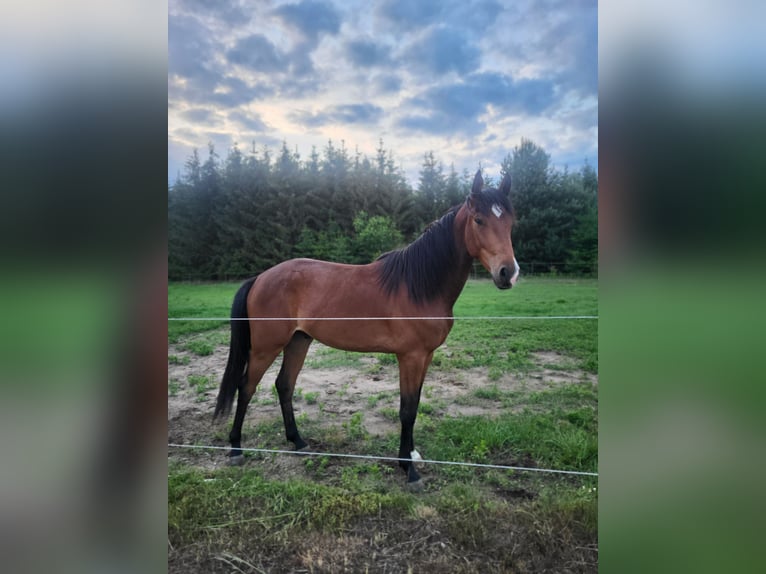 Zangersheider Hongre 2 Ans 163 cm Bai cerise in Kuryłówka