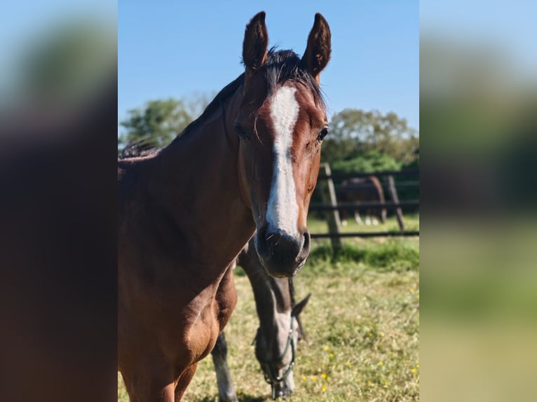 Zangersheider Hongre 2 Ans 168 cm Bai in Erkelenz