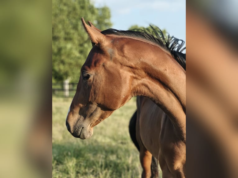 Zangersheider Hongre 2 Ans 168 cm Bai in Erkelenz