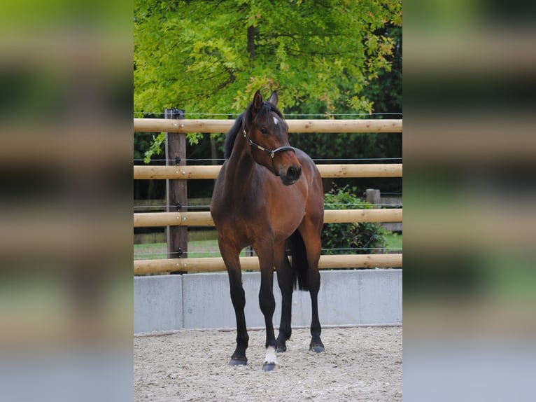 Zangersheider Hongre 2 Ans 169 cm Bai in ECAUSSINNES