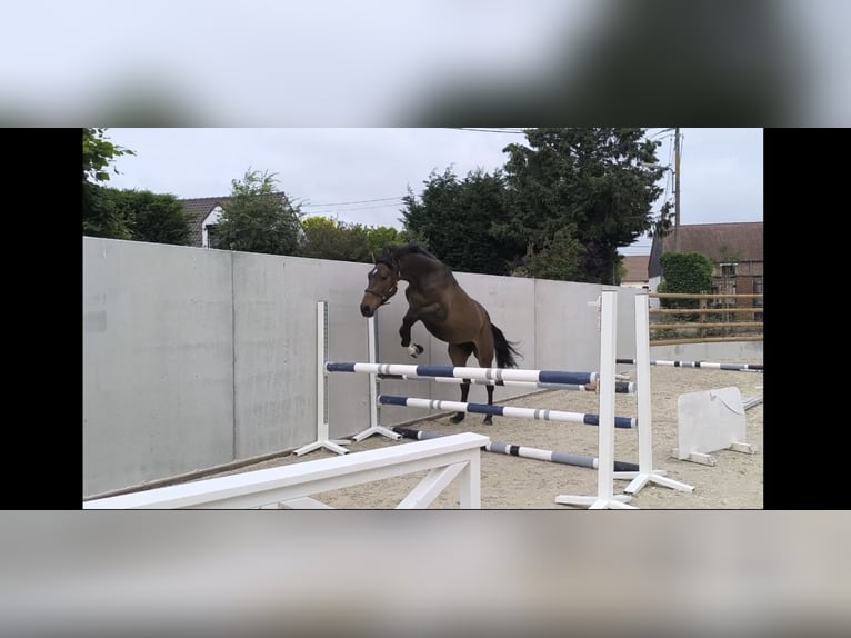 Zangersheider Hongre 2 Ans 169 cm Bai in ECAUSSINNES