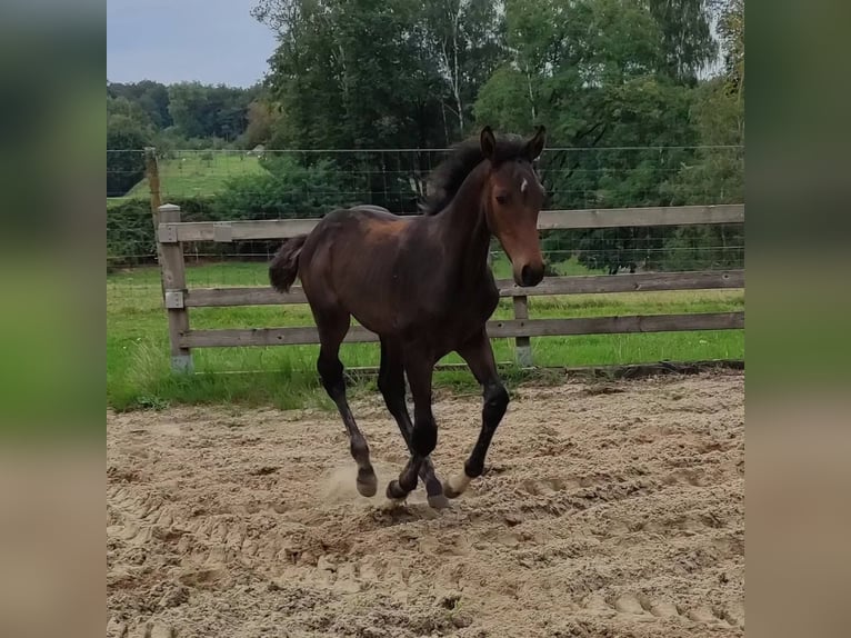 Zangersheider Hongre 2 Ans 169 cm Bai in ECAUSSINNES