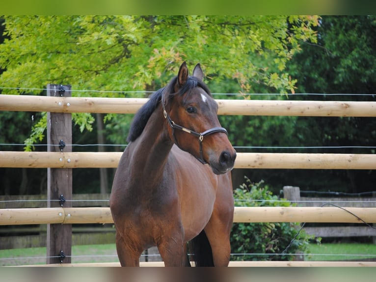 Zangersheider Hongre 2 Ans 169 cm Bai in ECAUSSINNES
