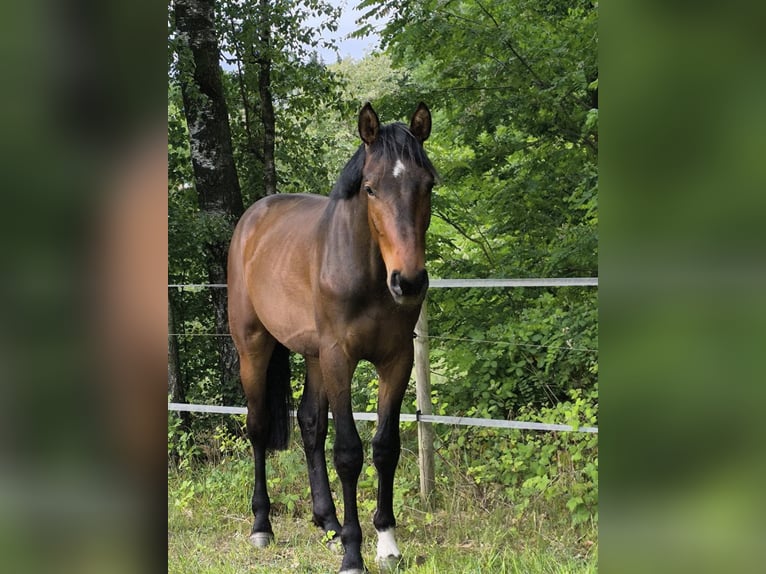 Zangersheider Hongre 2 Ans 169 cm Bai in ECAUSSINNES
