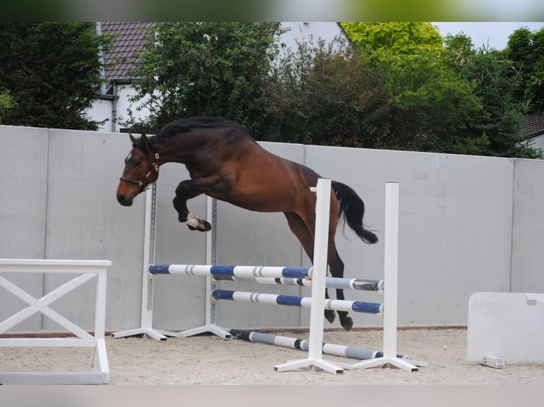 Zangersheider Hongre 2 Ans 169 cm Bai in ECAUSSINNES
