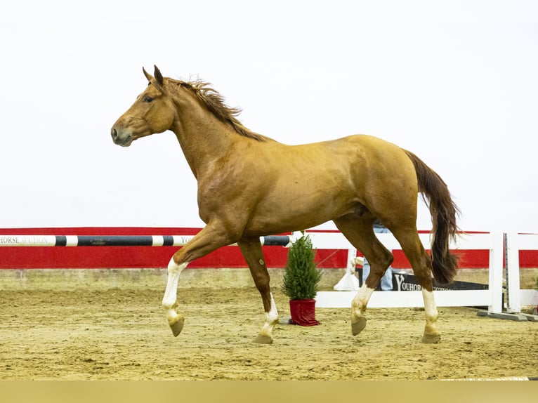 Zangersheider Hongre 2 Ans 171 cm Alezan in Waddinxveen