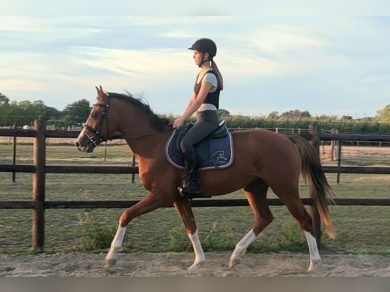 Zangersheider Hongre 3 Ans 153 cm Alezan in Alken