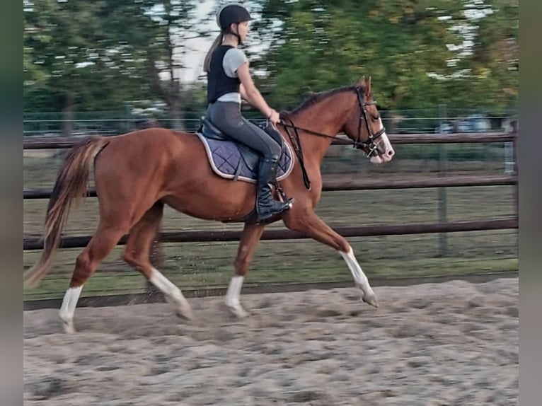 Zangersheider Hongre 3 Ans 153 cm Alezan in Alken
