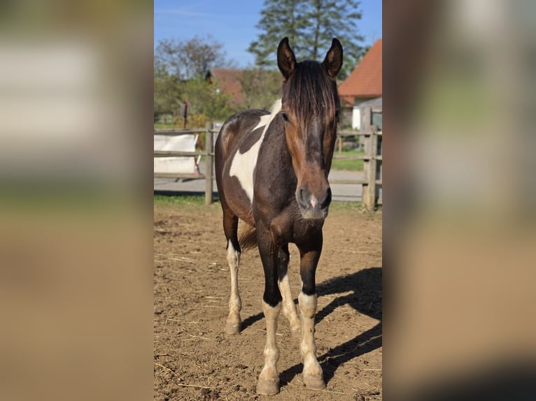 Zangersheider Hongre 3 Ans 157 cm Pinto in Grötsch