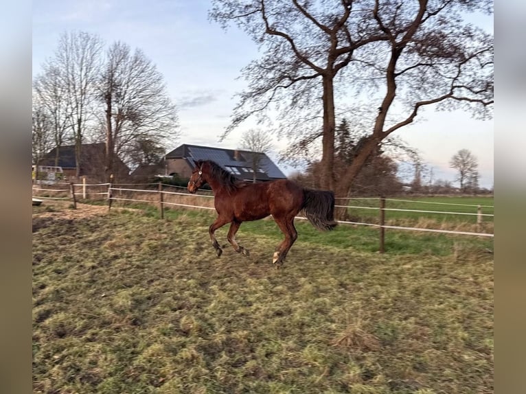 Zangersheider Hongre 3 Ans 158 cm Bai in Hamminkeln
