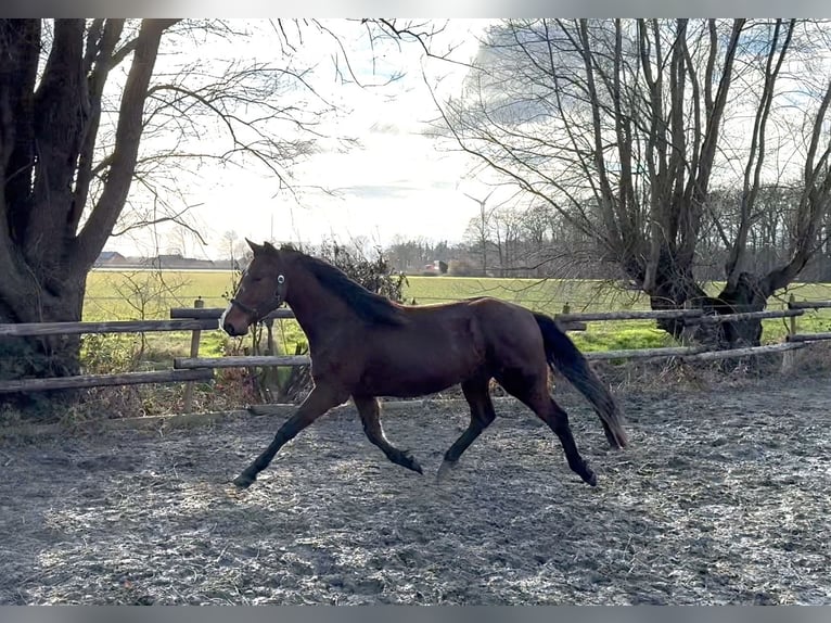 Zangersheider Hongre 3 Ans 158 cm Bai in Hamminkeln