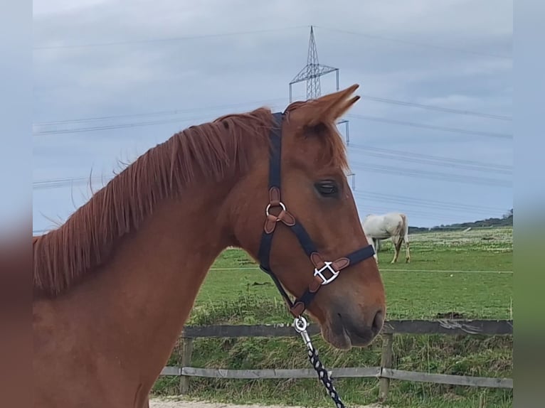 Zangersheider Hongre 3 Ans 160 cm Alezan in Wipperfürth