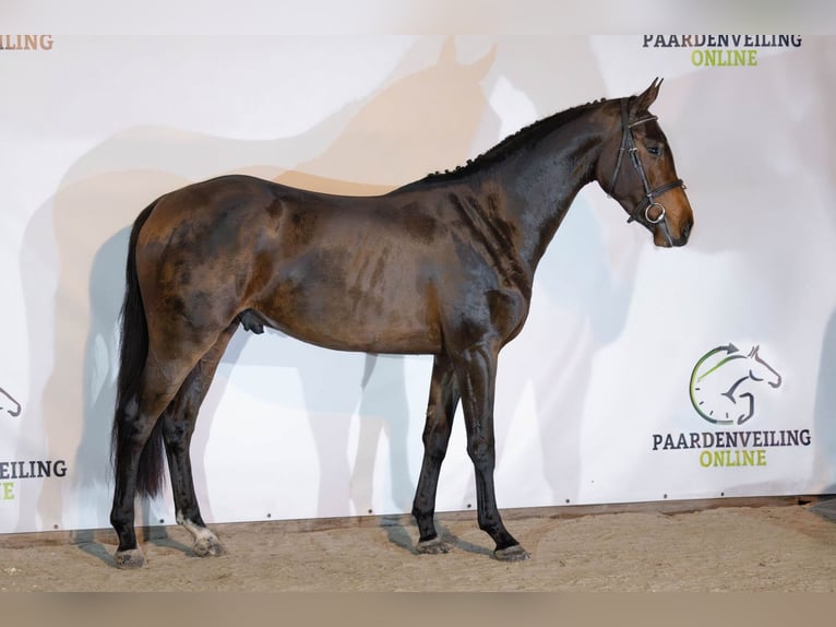 Zangersheider Hongre 3 Ans 163 cm Bai brun in Heerde