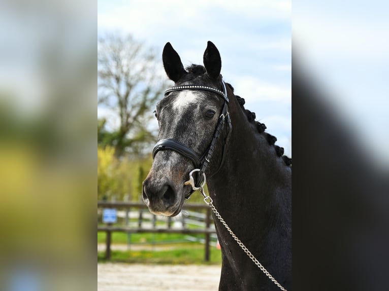 Zangersheider Hongre 3 Ans 163 cm Gris in Barville