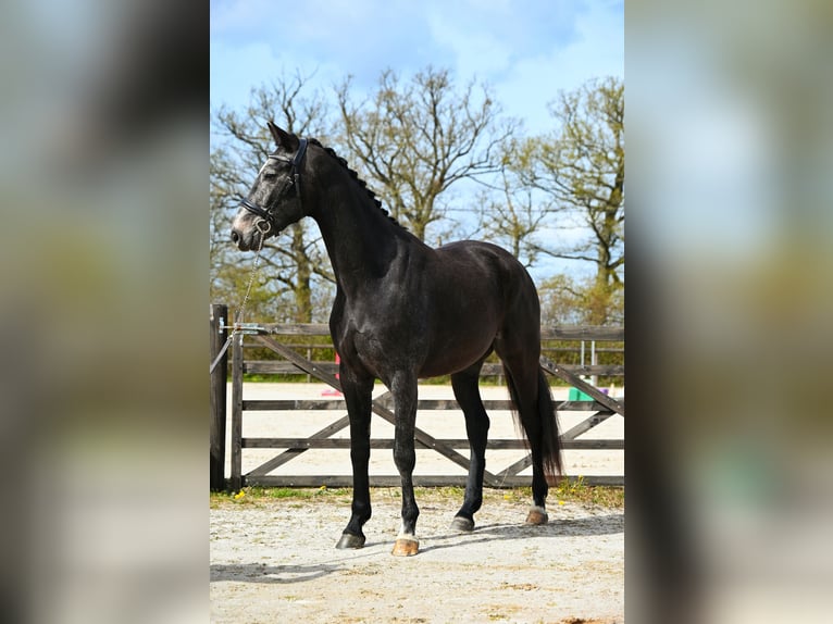 Zangersheider Hongre 3 Ans 163 cm Gris in Barville