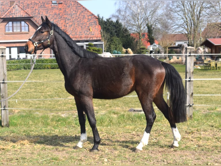 Zangersheider Hongre 3 Ans 164 cm Bai brun in Satow