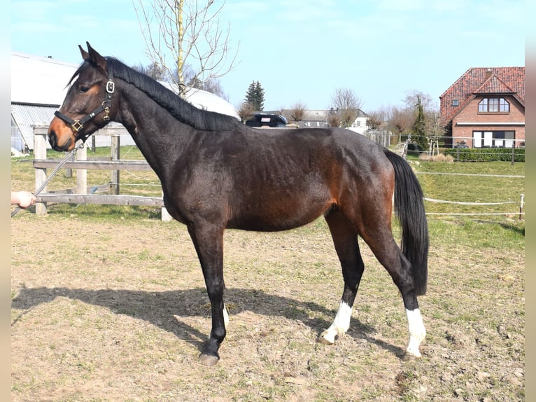 Zangersheider Hongre 3 Ans 164 cm Bai brun in Satow
