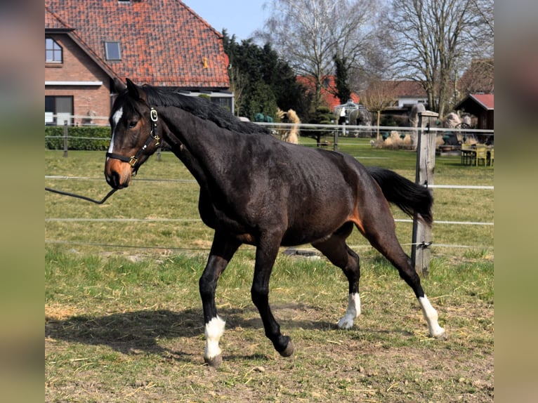 Zangersheider Hongre 3 Ans 164 cm Bai brun in Satow