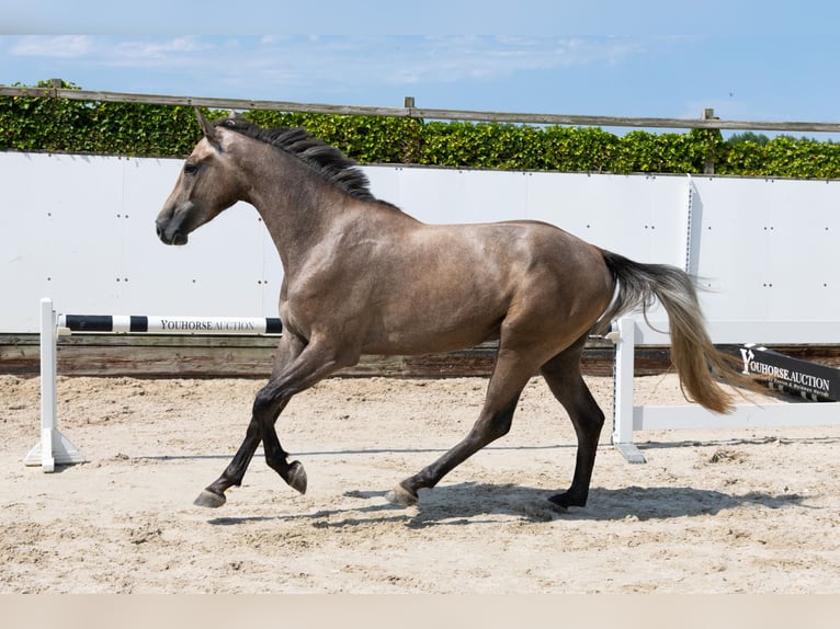 Zangersheider Hongre 3 Ans 165 cm in Waddinxveen
