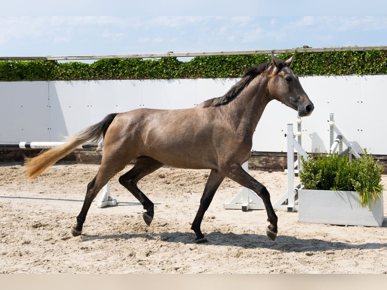 Zangersheider Hongre 3 Ans 165 cm in Waddinxveen