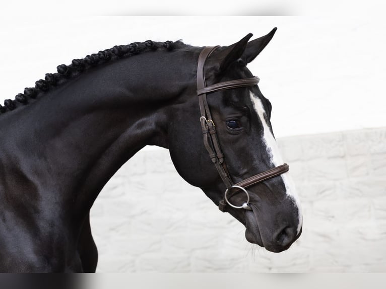 Zangersheider Hongre 3 Ans 165 cm  in WK Heerde