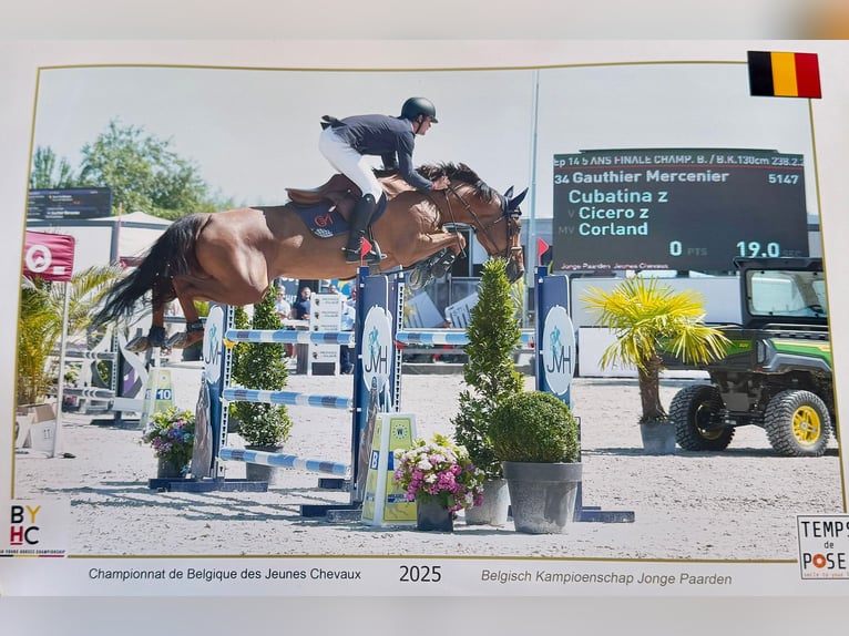 Zangersheider Hongre 3 Ans 165 cm Gris in Liege