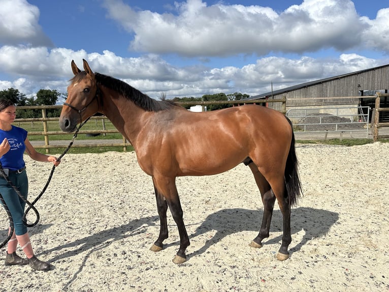 Zangersheider Hongre 3 Ans 166 cm Bai in Corneville-la-Fouquetière