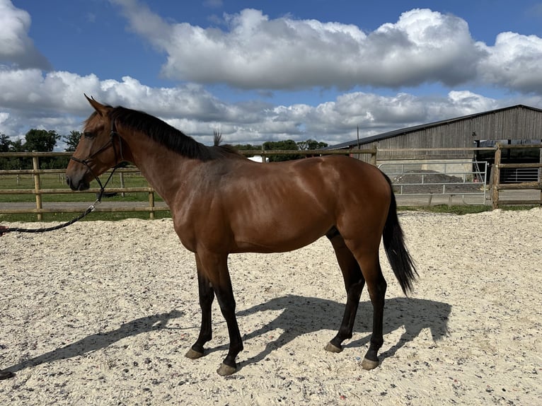Zangersheider Hongre 3 Ans 166 cm Bai in Corneville-la-Fouquetière