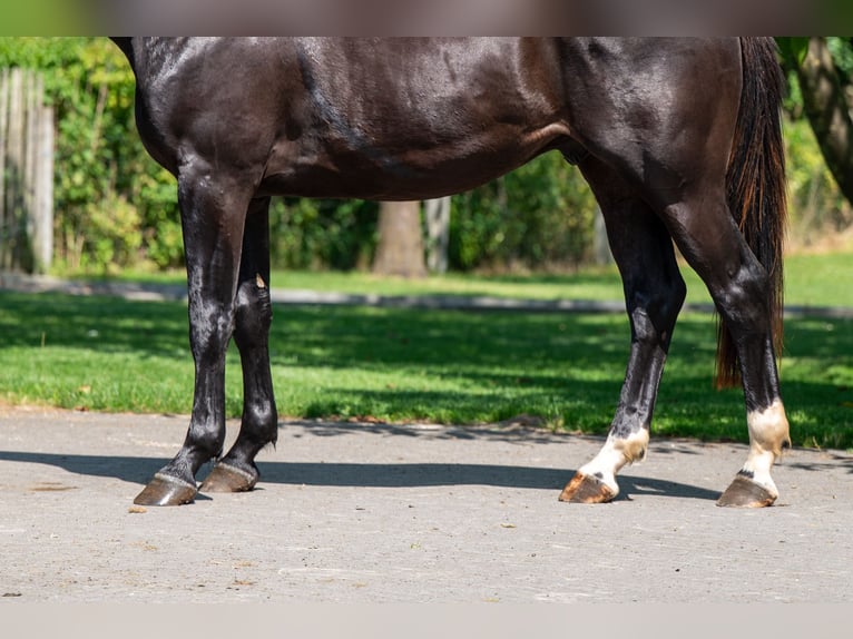 Zangersheider Hongre 3 Ans 166 cm in GROTE-BROGEL