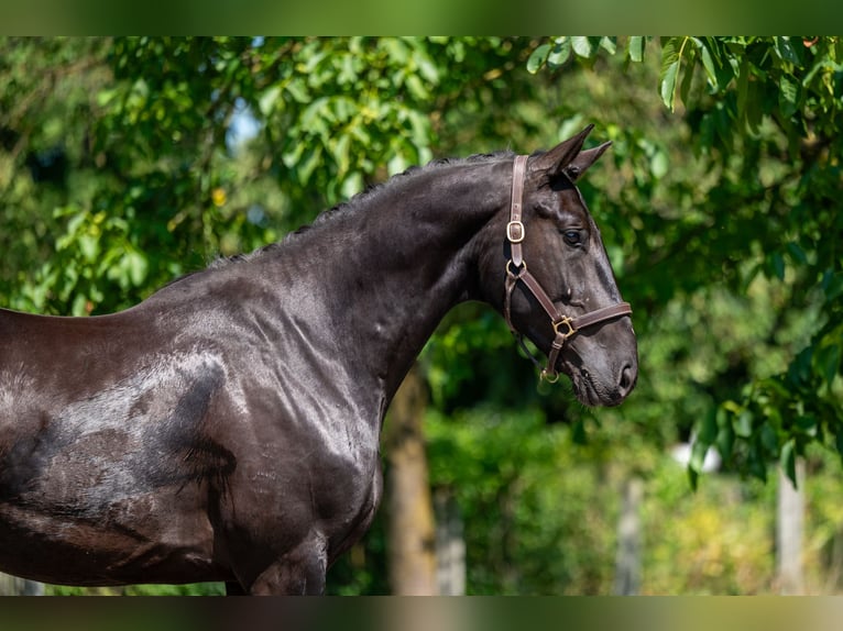 Zangersheider Hongre 3 Ans 166 cm in GROTE-BROGEL