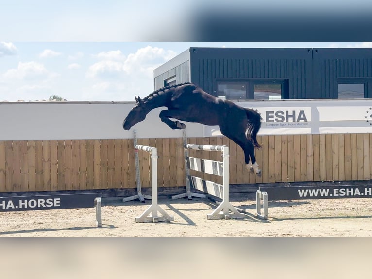 Zangersheider Hongre 3 Ans 166 cm in GROTE-BROGEL