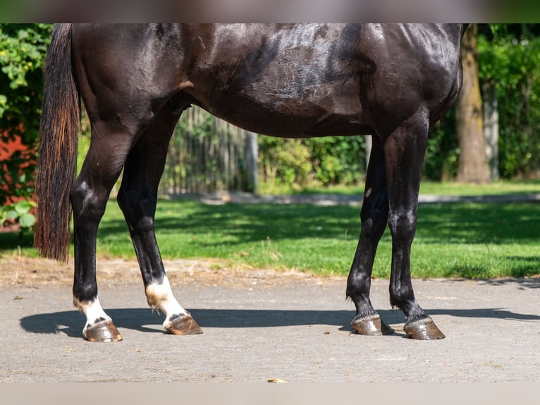 Zangersheider Hongre 3 Ans 166 cm in GROTE-BROGEL