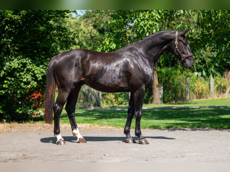 Zangersheider Hongre 3 Ans 166 cm in GROTE-BROGEL