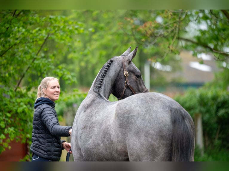 Zangersheider Hongre 3 Ans 166 cm Gris in GROTE-BROGEL