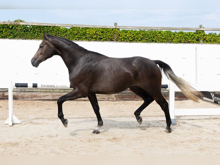 Zangersheider Hongre 3 Ans 166 cm Gris in Waddinxveen