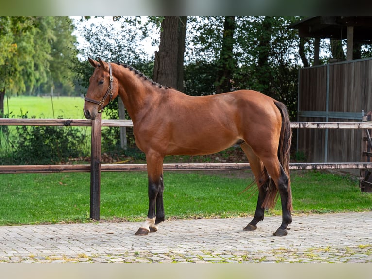 Zangersheider Hongre 3 Ans 167 cm Bai in Kaulille